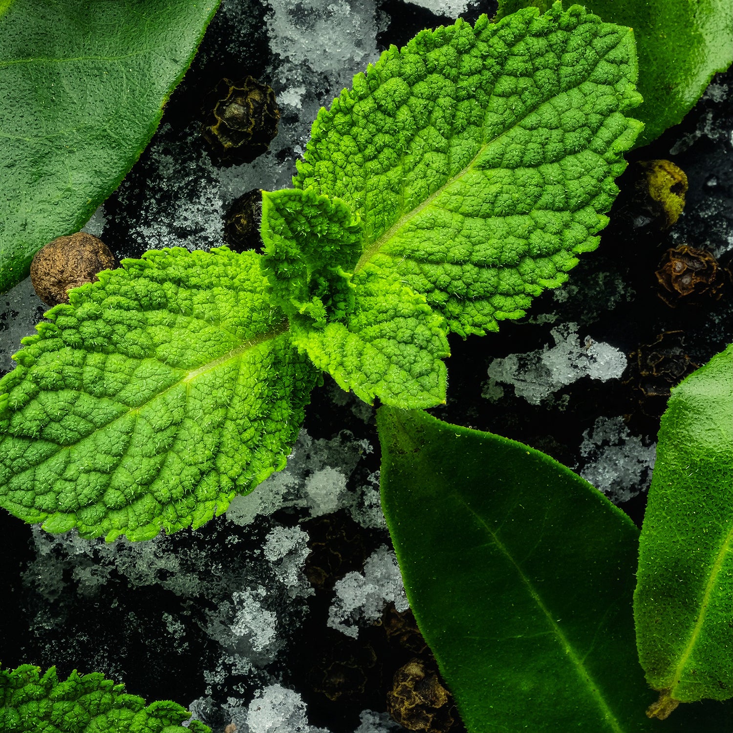 BRUME MENTHE GIVRÉE