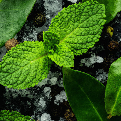 BRUME MENTHE GIVRÉE